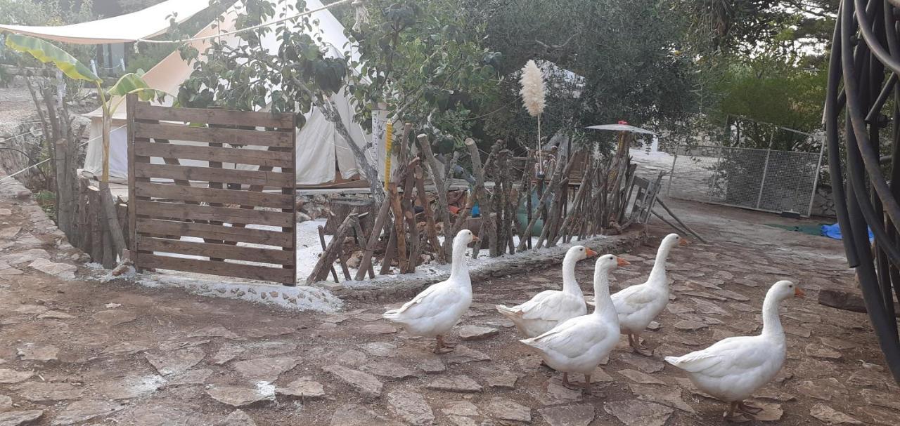 Farm Glamping Tent On Acquaviva Bay